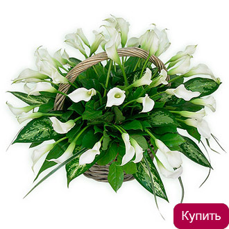 Каллы в корзине