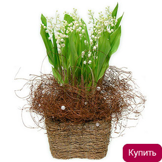 Ландыши Калуга