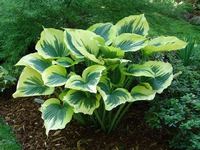 Хоста (Hosta)