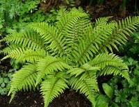 Папоротник (Polypodiophyta)