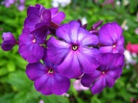 Флокс