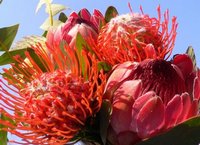 Протея (Protea)